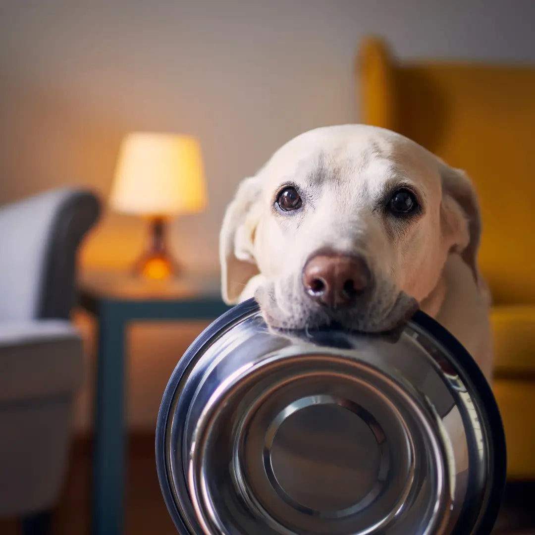 Warum Schlingen für Hunde lebensgefährlich sein kann (und wie du es sofort stoppst)